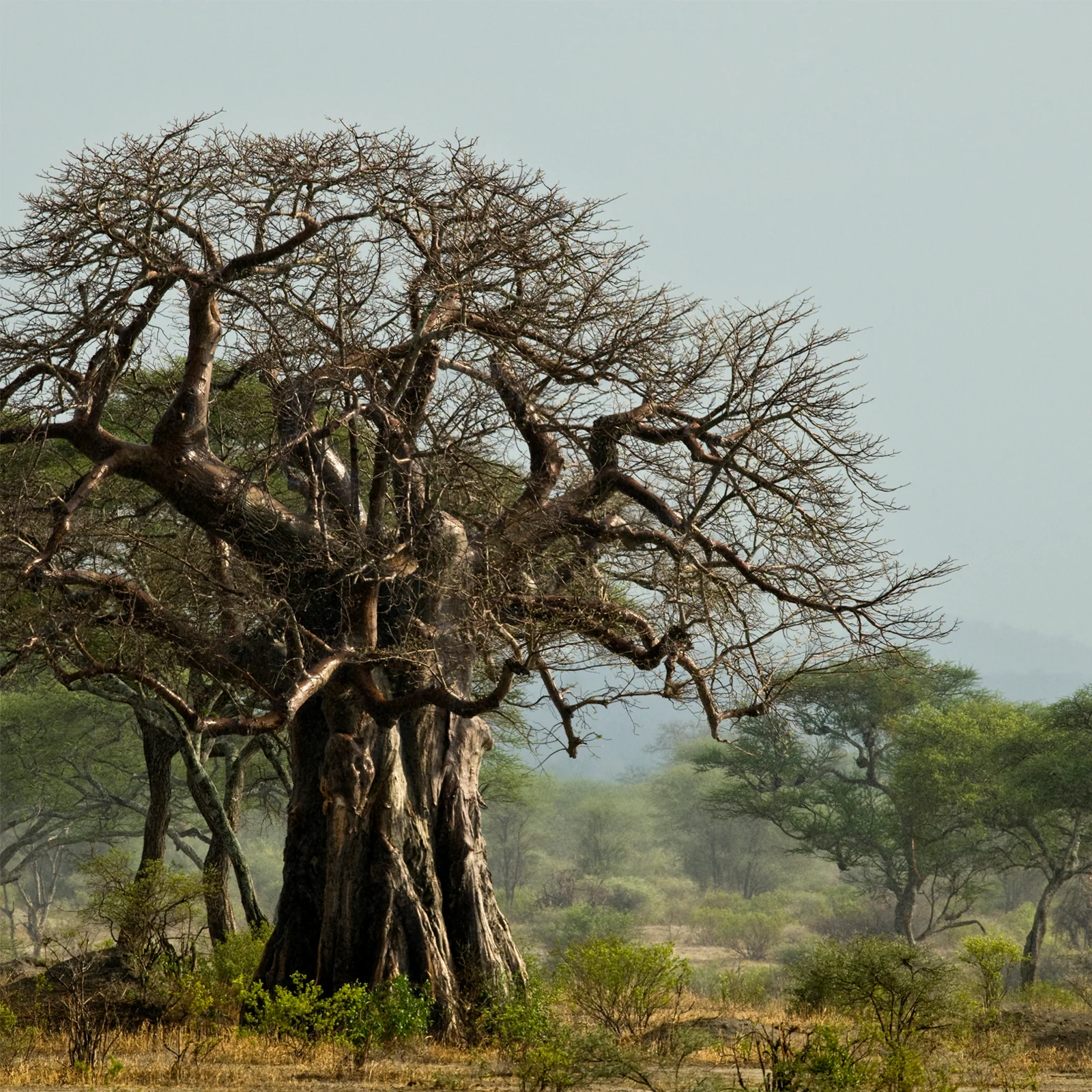 Baobab Pulver Bio (1000g) - Image 5