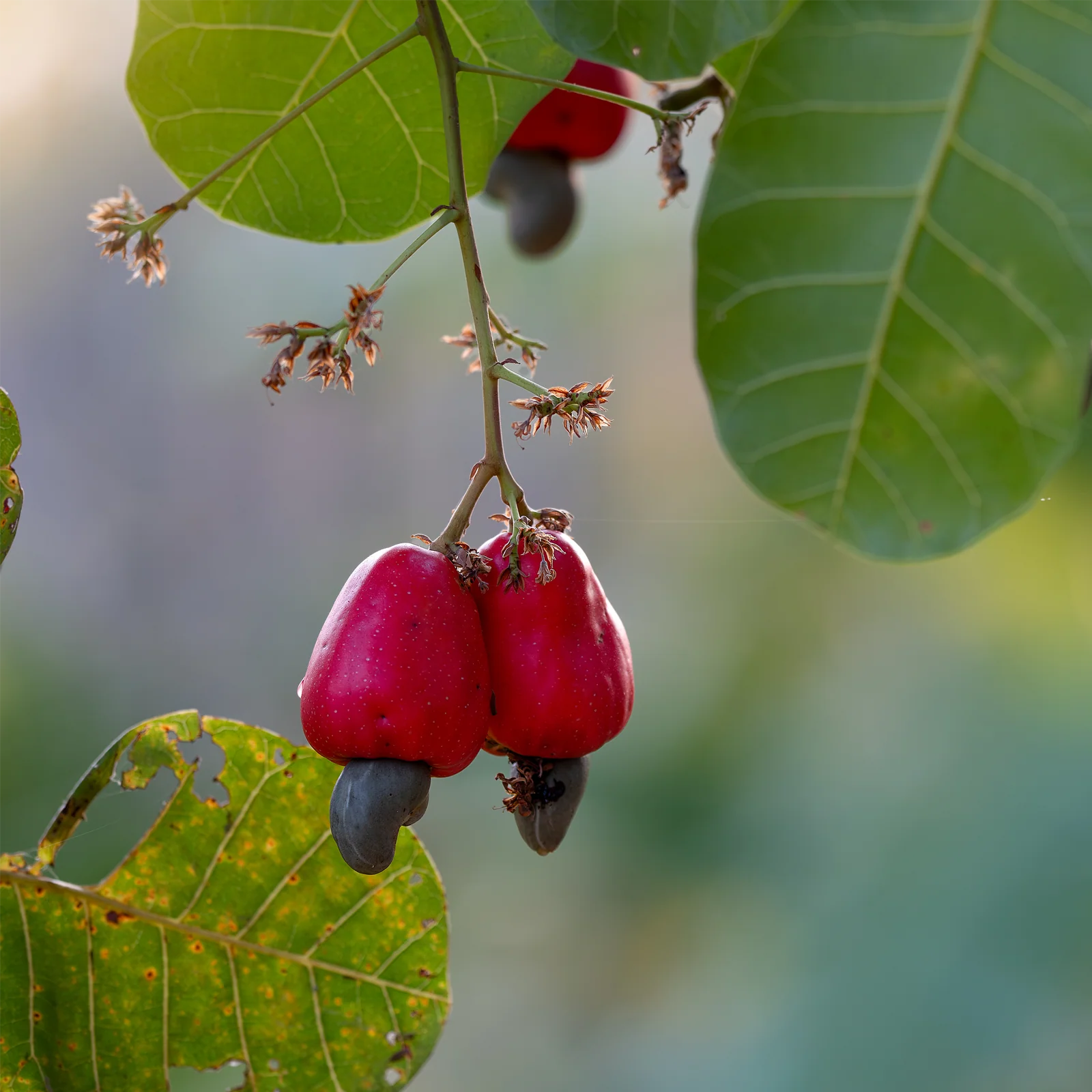 Cashewkerne ganz (500g) - Image 4