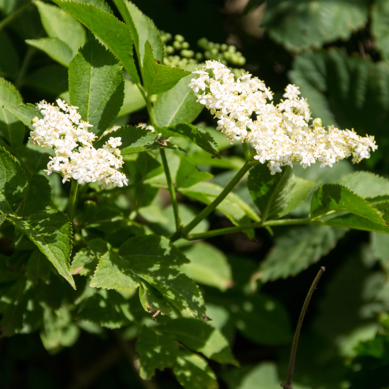 Holunderblüten geschnitten (500g) - Image 5