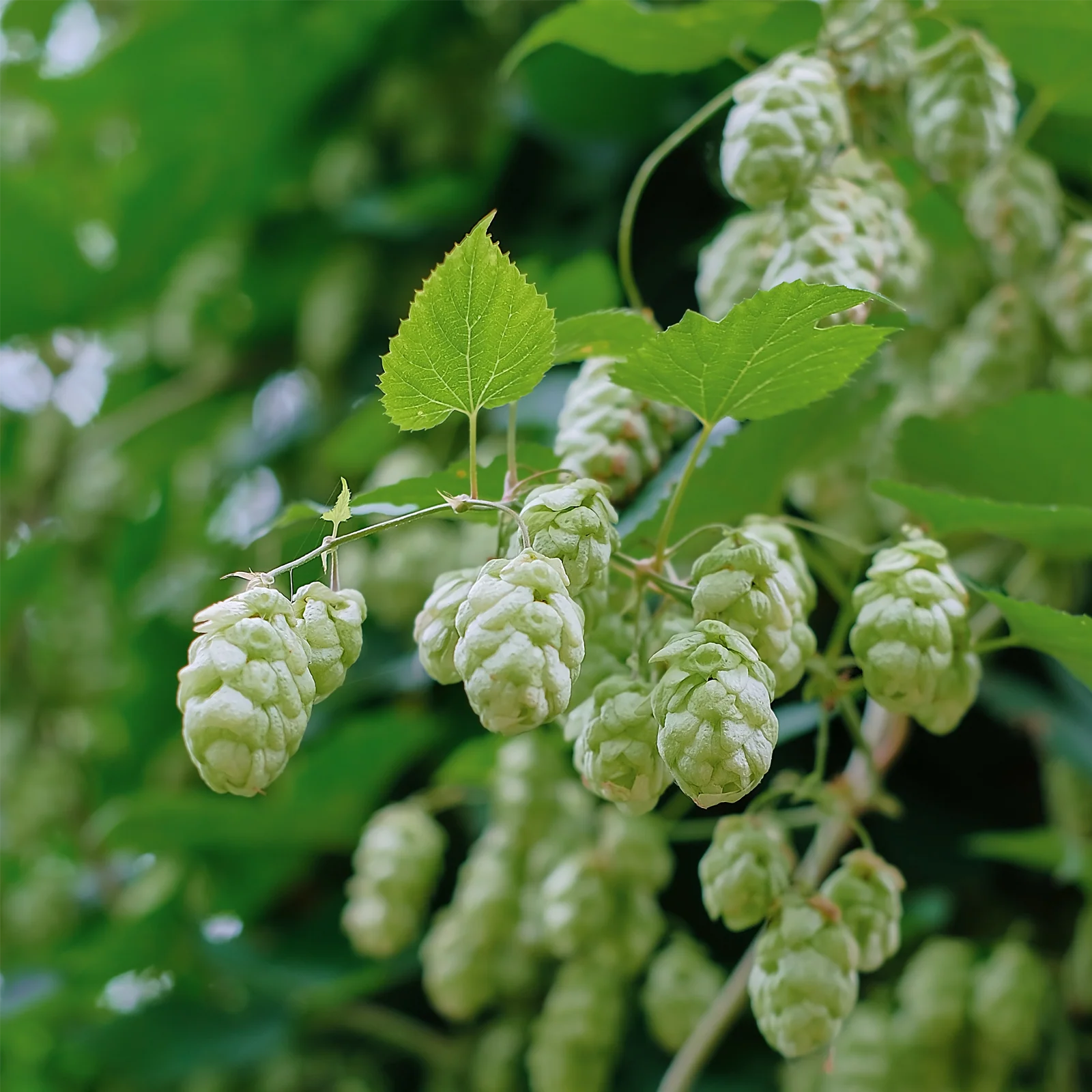 Hopfenzapfen ganz (250g) - Image 6