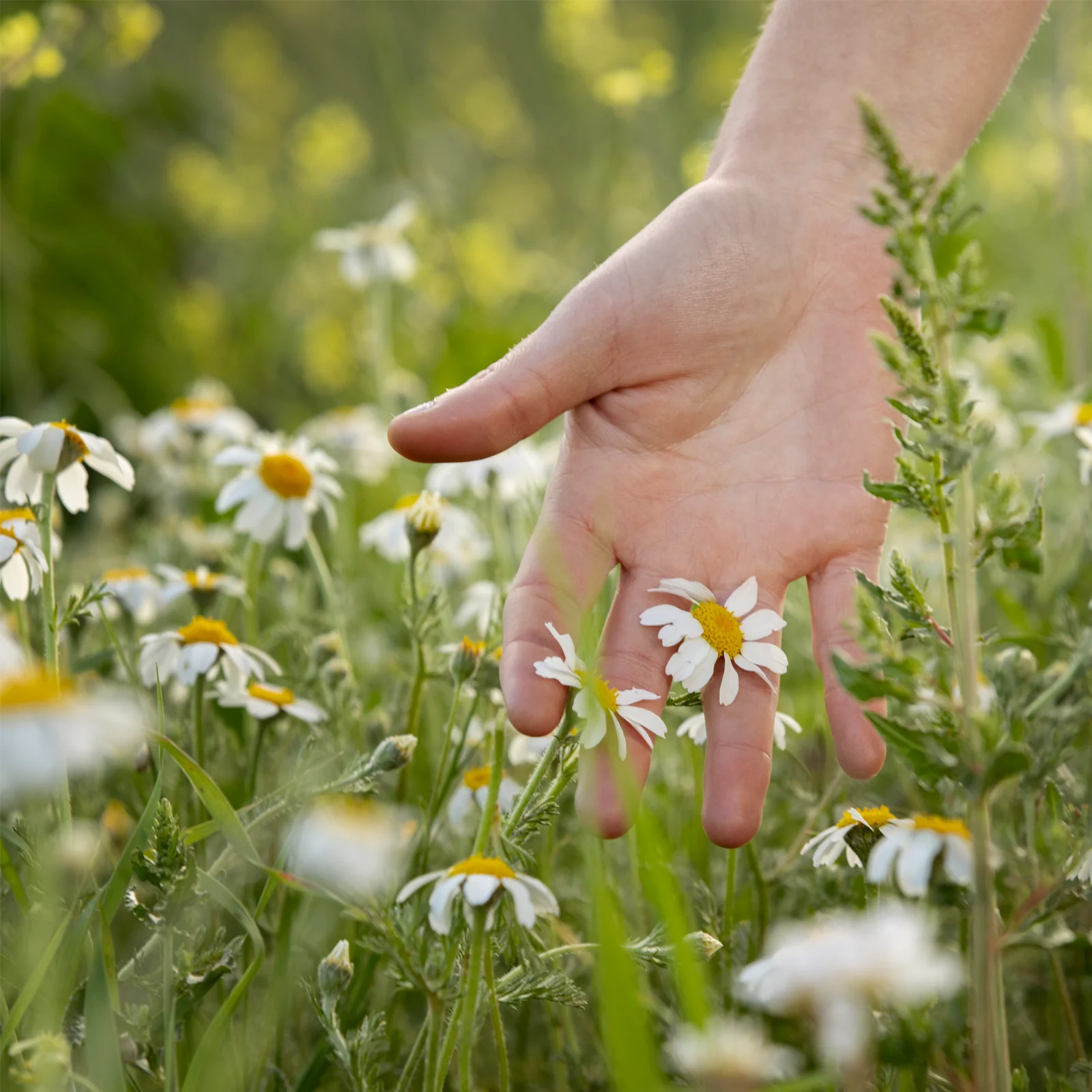 Kamillenblüten ganz (250g) - Image 7