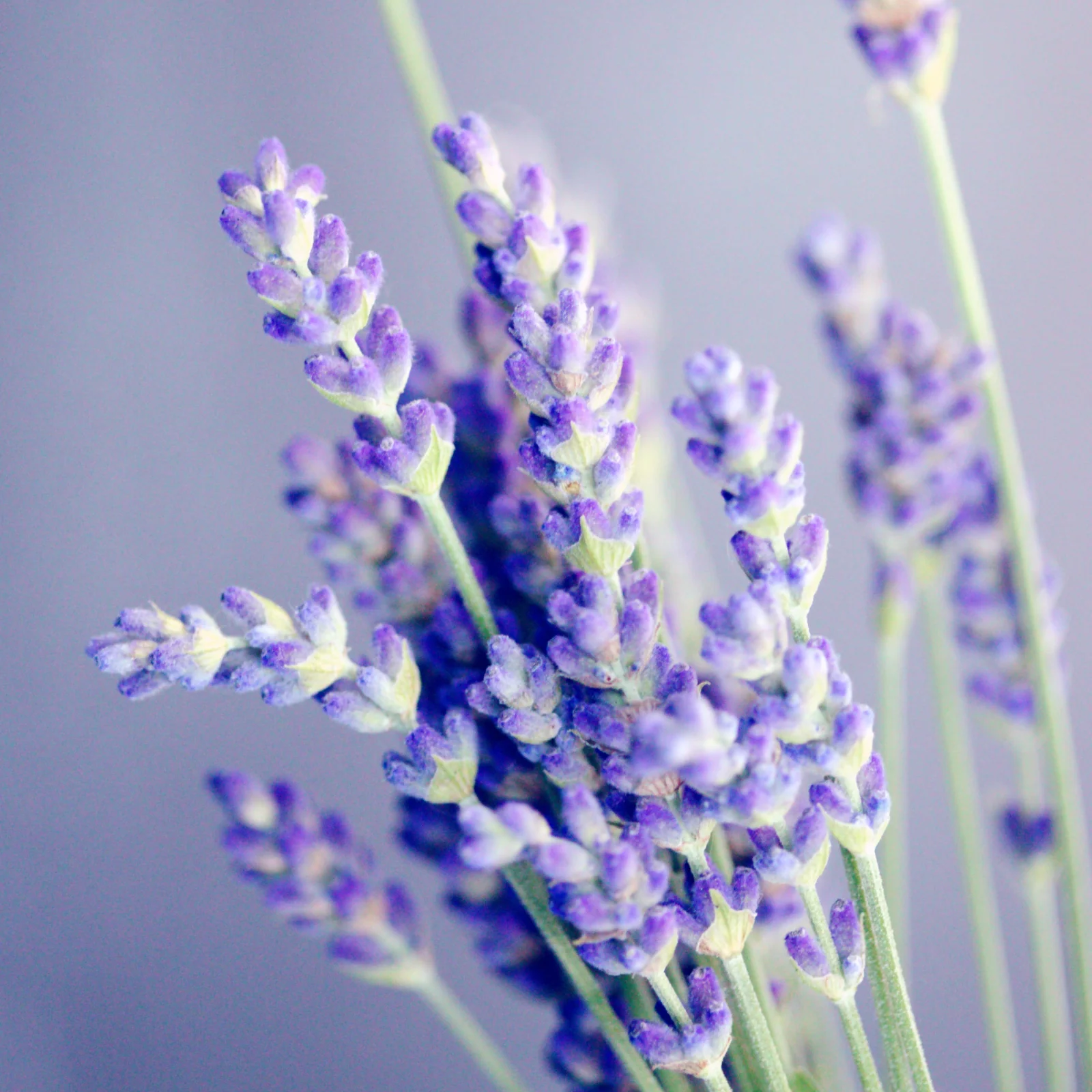 Lavendelblüten ganz Bio (100g) - Image 5