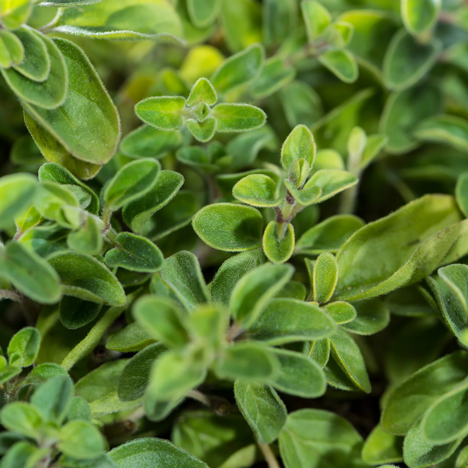 Oregano geschnitten Bio (500g) - Image 3
