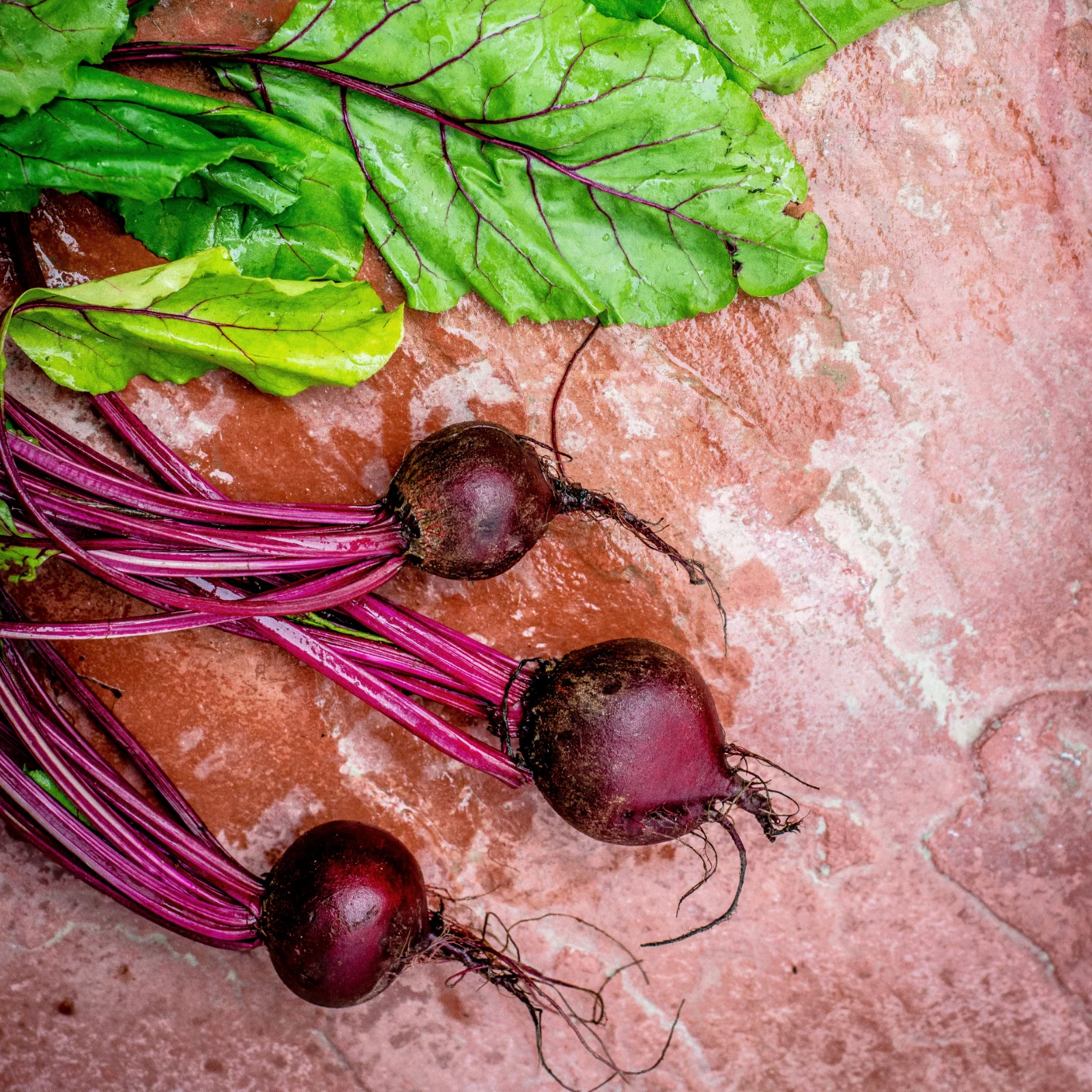 Rote Beete gemahlen (250g) - Image 5