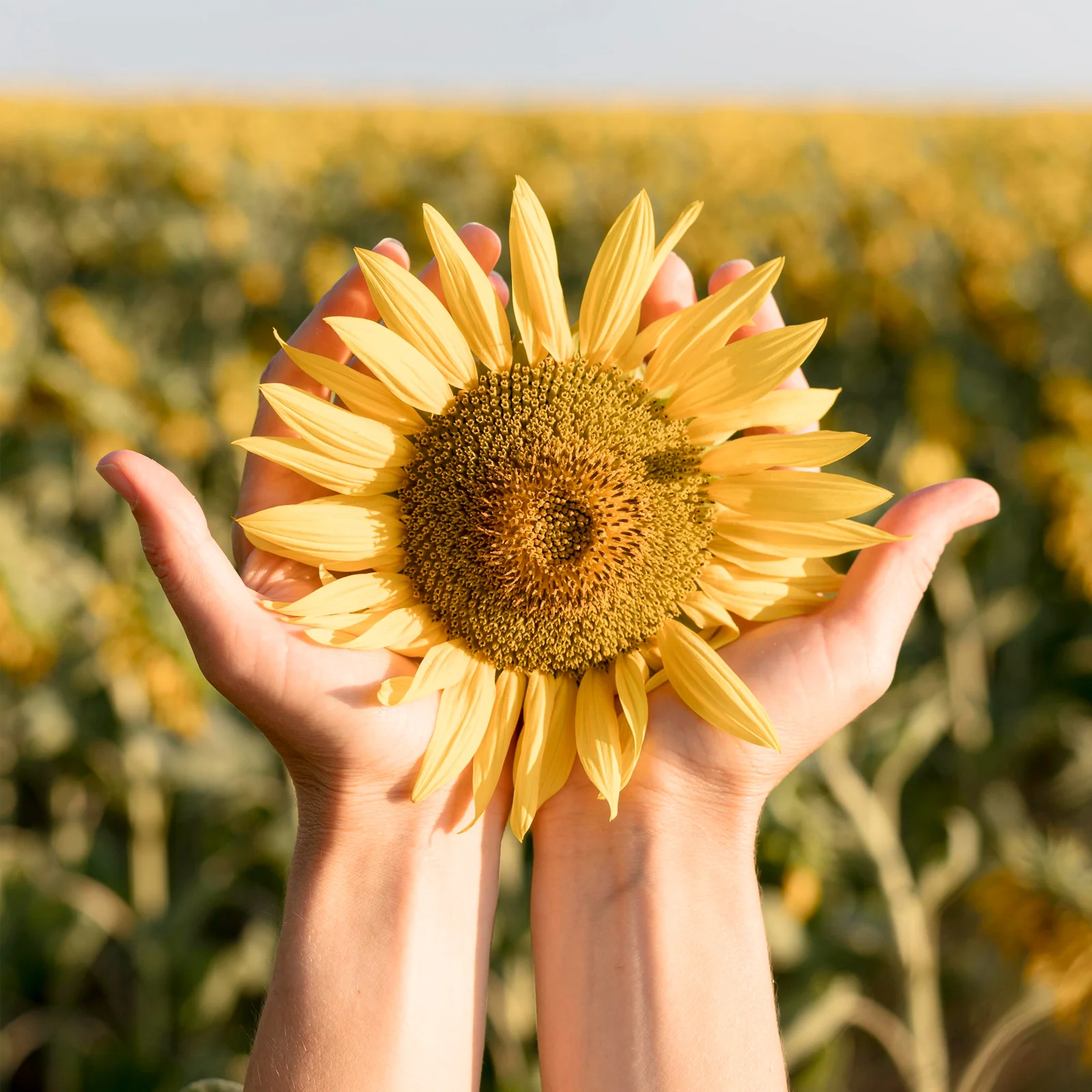 Sonnenblumenkerne geschält (1000g) - Image 5