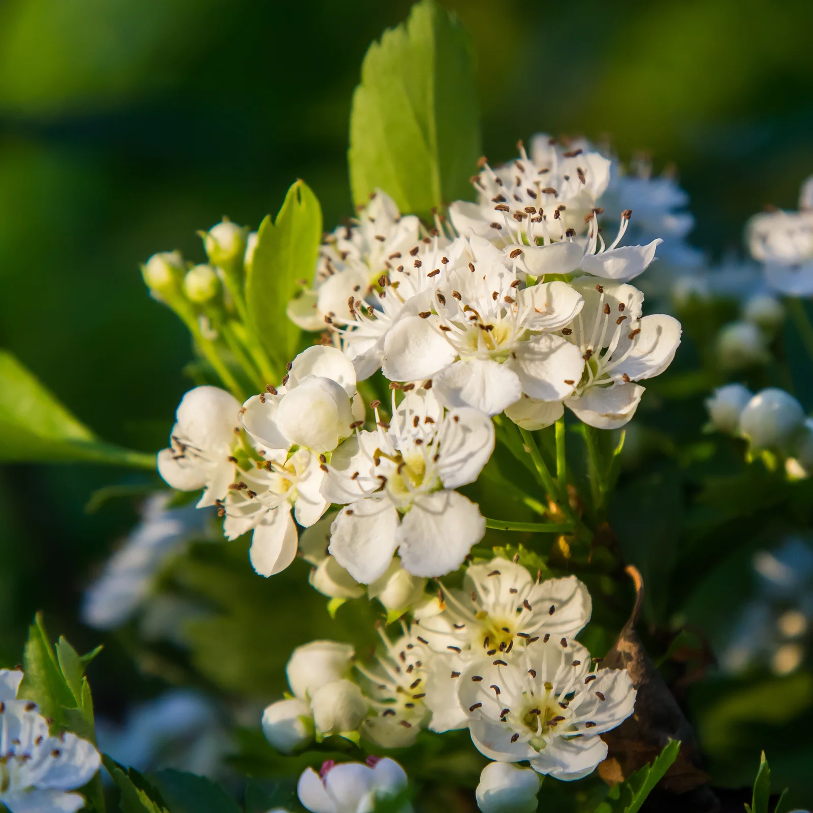 Weißdornblätter mit Blüten geschnitten Bio (100g) - Image 3
